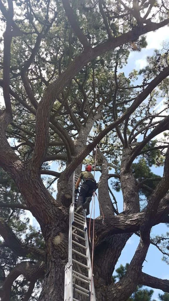 This is a photo of a very large tree with a ladder resting on it and an operative from NS Tree Surgery Caterham climbing up it to carry out tree surgery