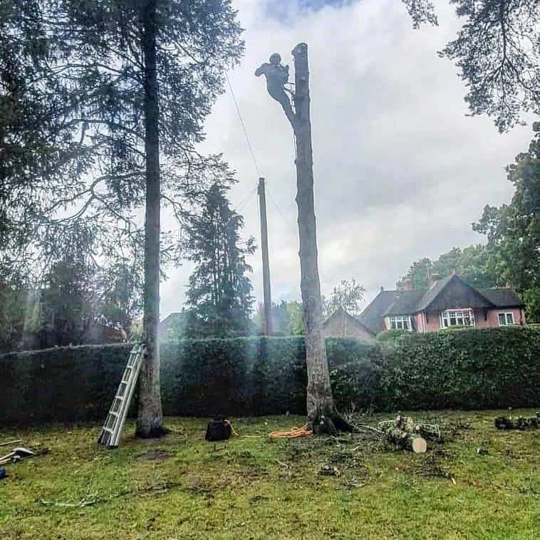 This is a photo of a tree that is being removed, there is just the trunk remaining and the operative from NS Tree Surgery Caterham is at the top cutting a section of it off.